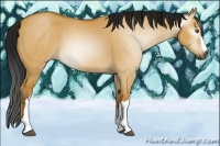 Horse Color:Gray Buckskin Dun 