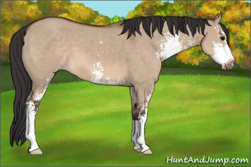 Horse Color: Bay Dun Sabino 
