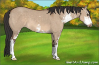 Horse Color:Bay Dun Sabino 