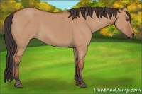 Horse Color:Bay Dun Sabino 
