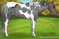 Horse Color:Brown Tobiano Appaloosa 