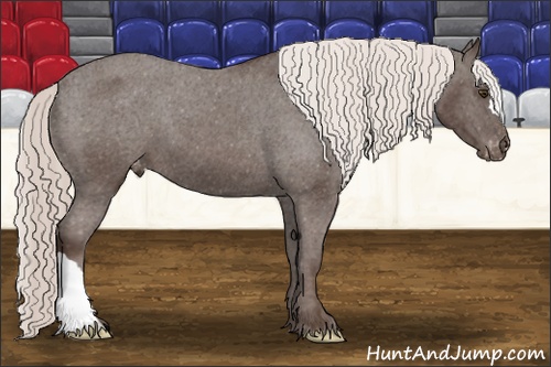 Horse Color: Liver Chestnut Mushroom Varnish 