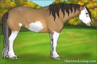 Horse Color:Buckskin Splash Frame 