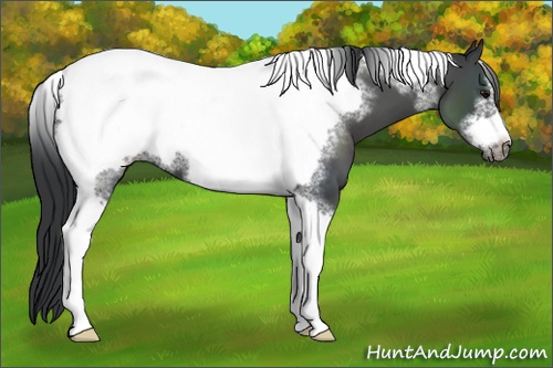 Horse Color: Black Sabino Tobiano Frame 