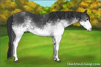 Horse Color:White Spotted Black Sabino