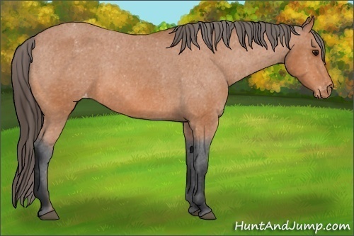 Horse Color: Unknown 