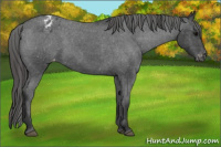 Horse Color:Unknown 