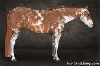 Horse Color:Liver Chestnut Sabino 