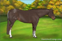 Horse Color:White Spotted Liver Chestnut Sabino 