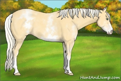 Horse Color: White Spotted Gold Cream Champagne 