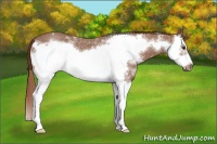 Horse Color:White Spotted Red Roan Splash Frame 