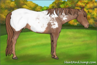 Horse Color:Chestnut Snowcap 