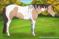 Horse Color:Amber Champagne Tobiano 