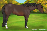 Horse Color:Brown Sabino 