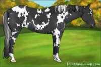 Horse Color:White Spotted Black