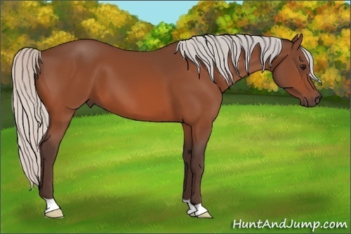 Horse Color: Silver Bay 