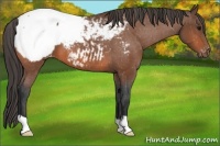 Horse Color:Bay Appaloosa 