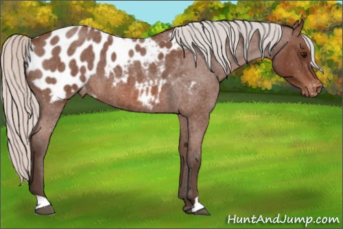 Horse Color: Silver Bay Roan Blanket 