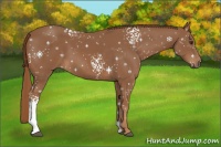Horse Color:White Spotted Chestnut 