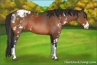 Horse Color:Brown Sabino Blanket Rabicano 