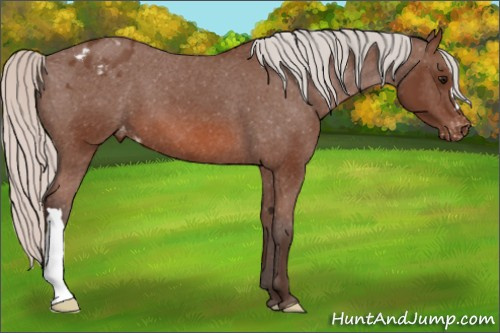 Horse Color: Silver Bay Blanket 