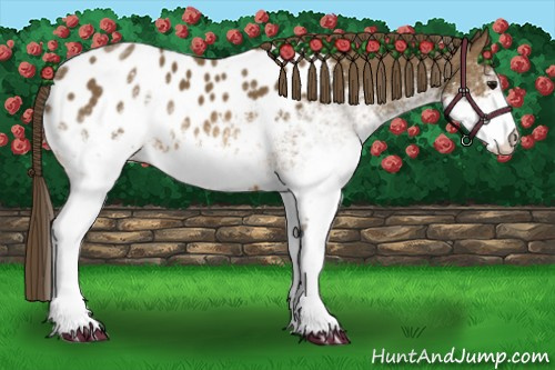 Horse Color:White Spotted Buckskin Sabino Blanket Rabicano