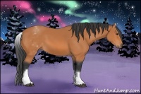 Horse Color:White Spotted Bay 