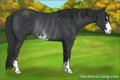 Horse Color: Black Sabino Rabicano 