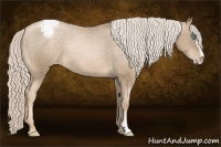 Horse Color:Chocolate Palomino Pearl Sabino Appaloosa Rabicano 