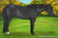 Horse Color:Brown Rabicano 