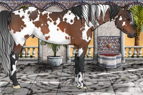 Horse Color: White Spotted Bay 