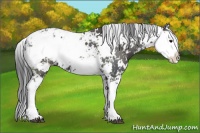 Horse Color:Black Sabino 