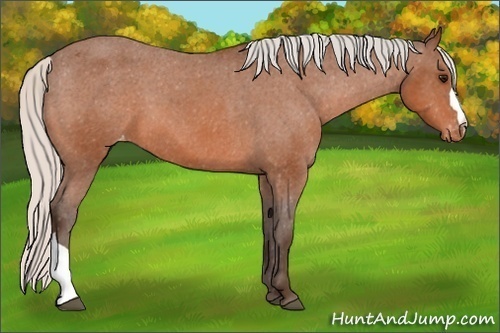 Horse Color: Silver Bay Blanket 