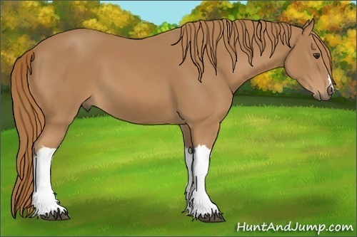 Horse Color: Chestnut 
