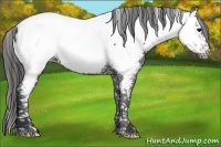 Horse Color:Black Near Fewspot 