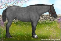 Horse Color:Blue Roan 