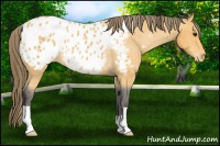 Horse Color:Buckskin Appaloosa Rabicano 