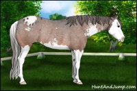 Horse Color:Bay Sabino Splash Appaloosa Rabicano 