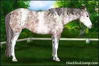 Horse Color:White Spotted Bay Appaloosa Rabicano 
