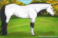 Horse Color:Bay Chinchilla Frame