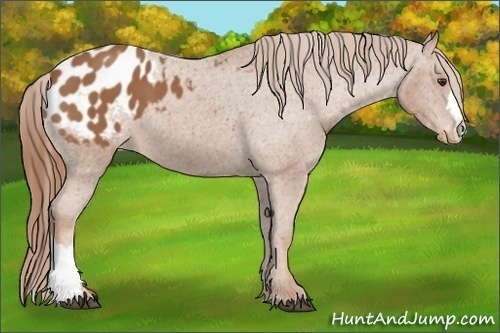 Horse Color: Chestnut Blanket 