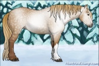 Horse Color:Gray Red Dun 