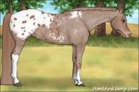 Horse Color:Chestnut Appaloosa 
