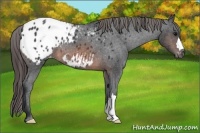 Horse Color:Brown Blanket 