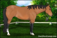 Horse Color:Bay Sabino