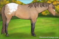 Horse Color:Buckskin Snowcap 