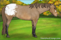 Horse Color:Buckskin Snowcap Rabicano 