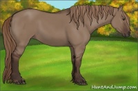Horse Color:Liver Red Dun 