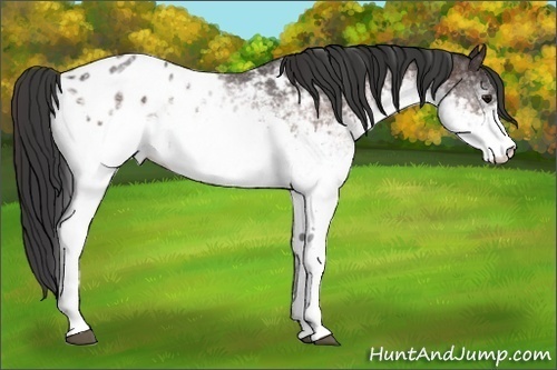 Horse Color:White Spotted Brown Blanket Rabicano