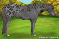 Horse Color:ERROR: UNKNOWN ANOMALY